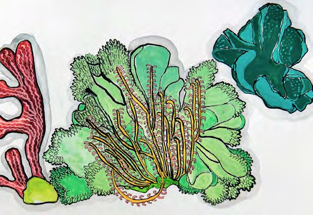 Fauna & Flora #1