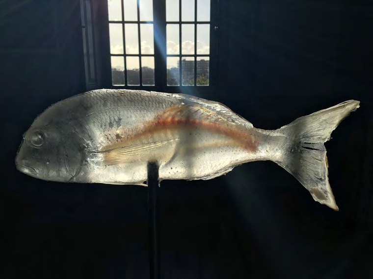 Fishbone